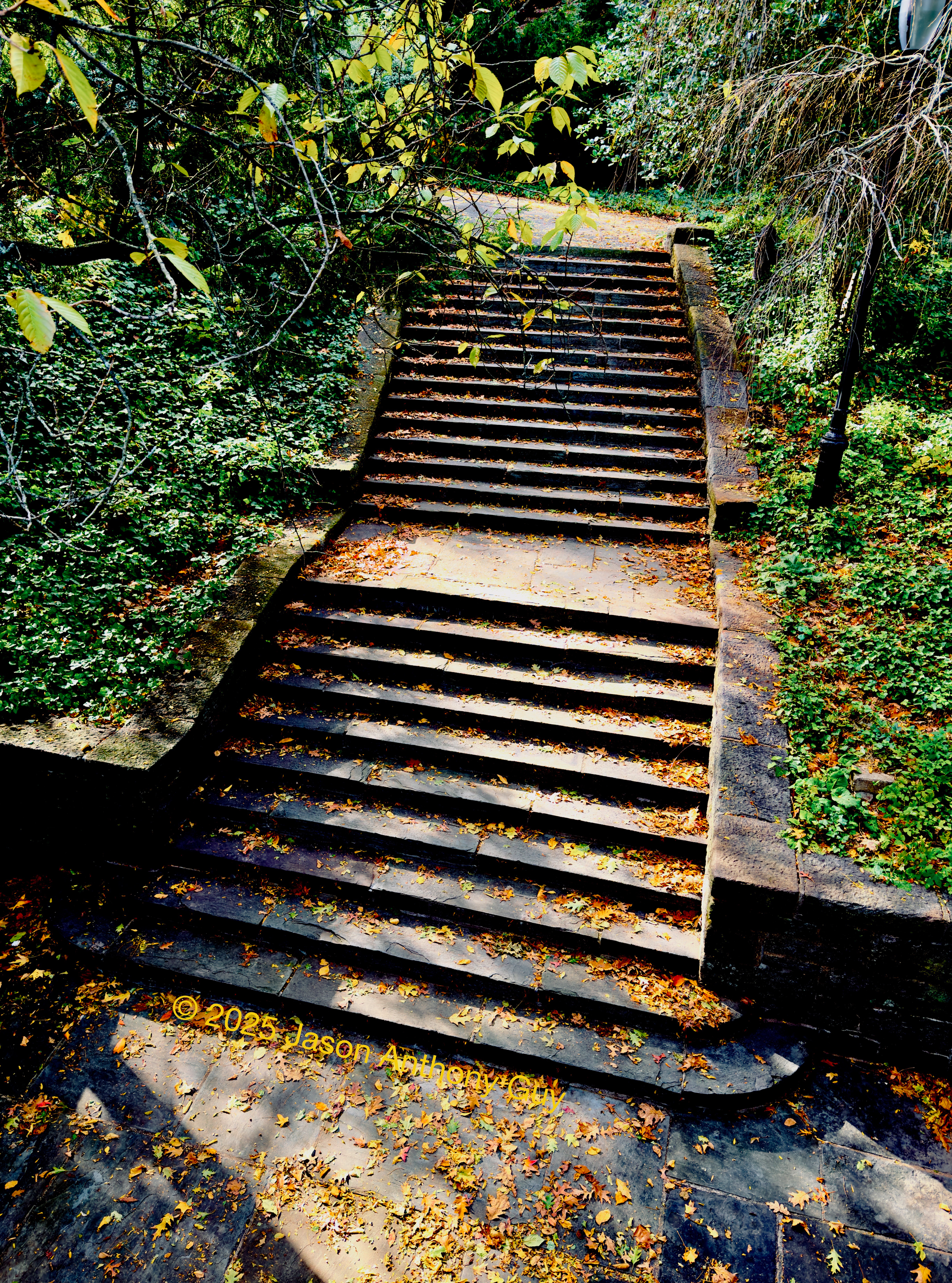 Photograph of grey concrete stairs from above, with green grass trees on the sides and yellow fall leaves scattered across the scene.