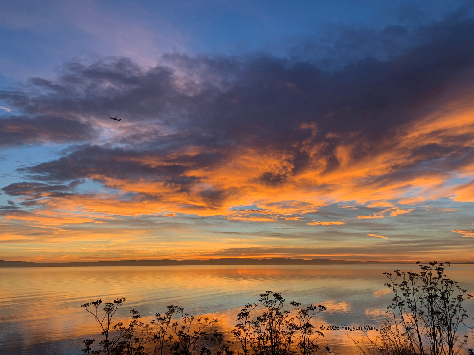 A wide view of a calm body of water at sunrise. The sky is layered with soft blue and purple clouds streaked with warm orange and gold light from the rising sun, reflected clearly on the still water below. A airplane appears in silhouette near the upper left of the sky. Dark plant stems and wildflowers line the lower foreground, contrasting with the bright reflections. A low strip of distant land stretches across the horizon beneath the colorful morning sky.